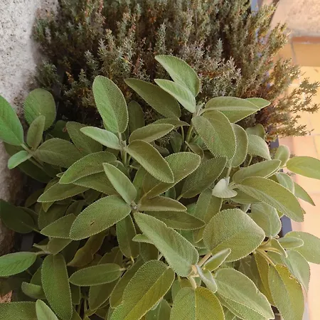 Double Terrasse Ombre