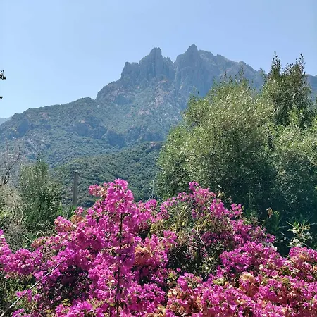 Double Terrasse Ombre Porto (Corsica)